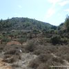 Battir-Tal