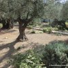 Am Ölberg im Garten Getsemani