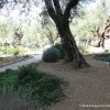 Im Garten Getsemani