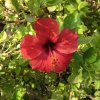 Hibiscus beim Löwenkloster
