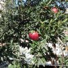 Granatapfel im Garten der Kirche in Ramla