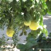 Pampelmuse im Garten der Kirche in Ramla