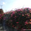 Bougainvillea - Abreise