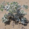 Blüten minoische Ausgrabung Malia