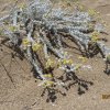 Blüten minoischer Ausgrabung Malia