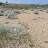 Blüten minoische Ausgrabung Malia