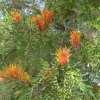 Baumblüte