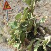 Opuntia am Rückweg aus der Sarakinas-Schlucht bei Myrtos