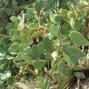 Opuntia am Rückweg aus der Sarakinas-Schlucht bei Myrtos